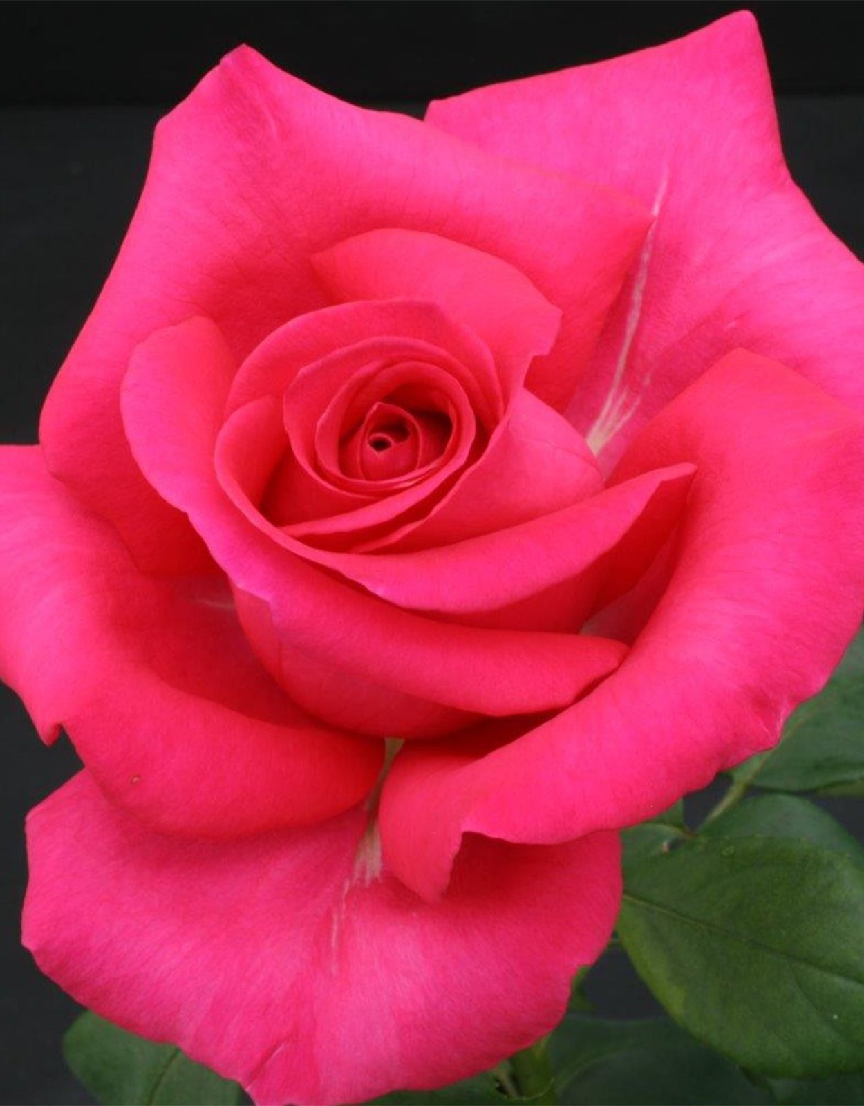 Rosa &