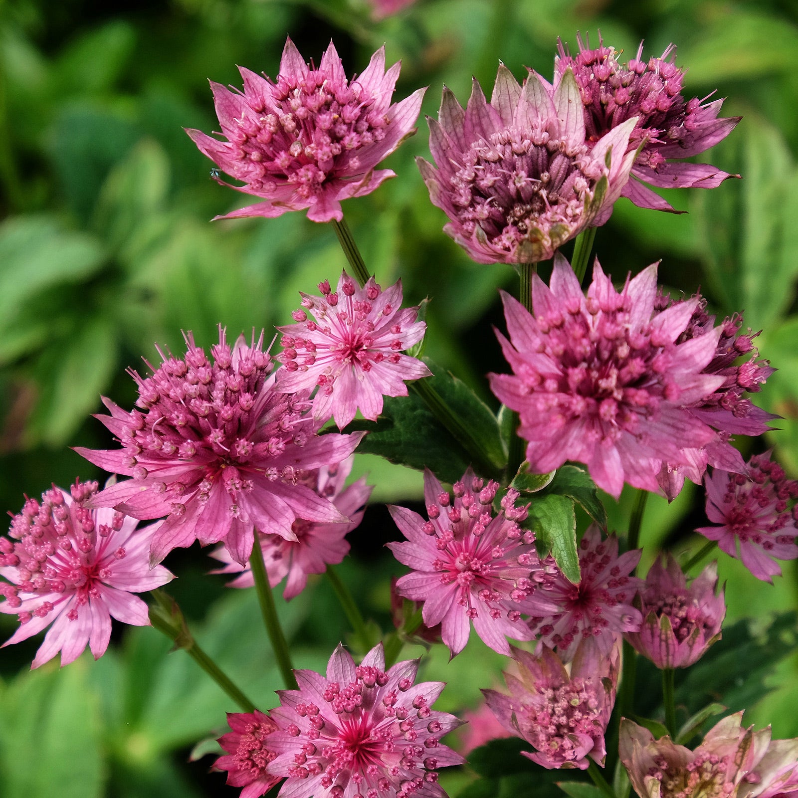 Astrantia major &