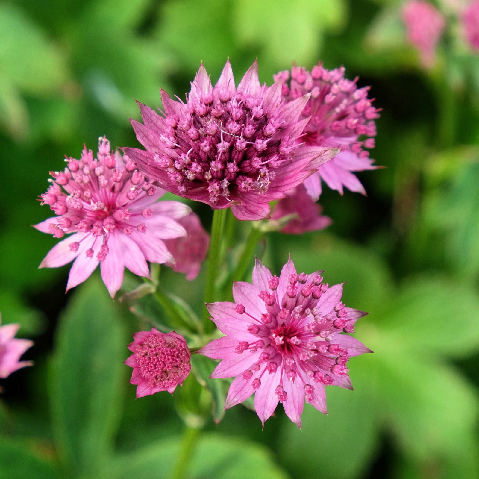 Astrantia major &