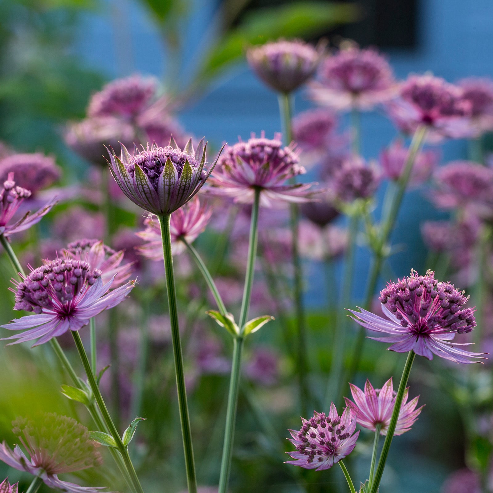Astrantia major &