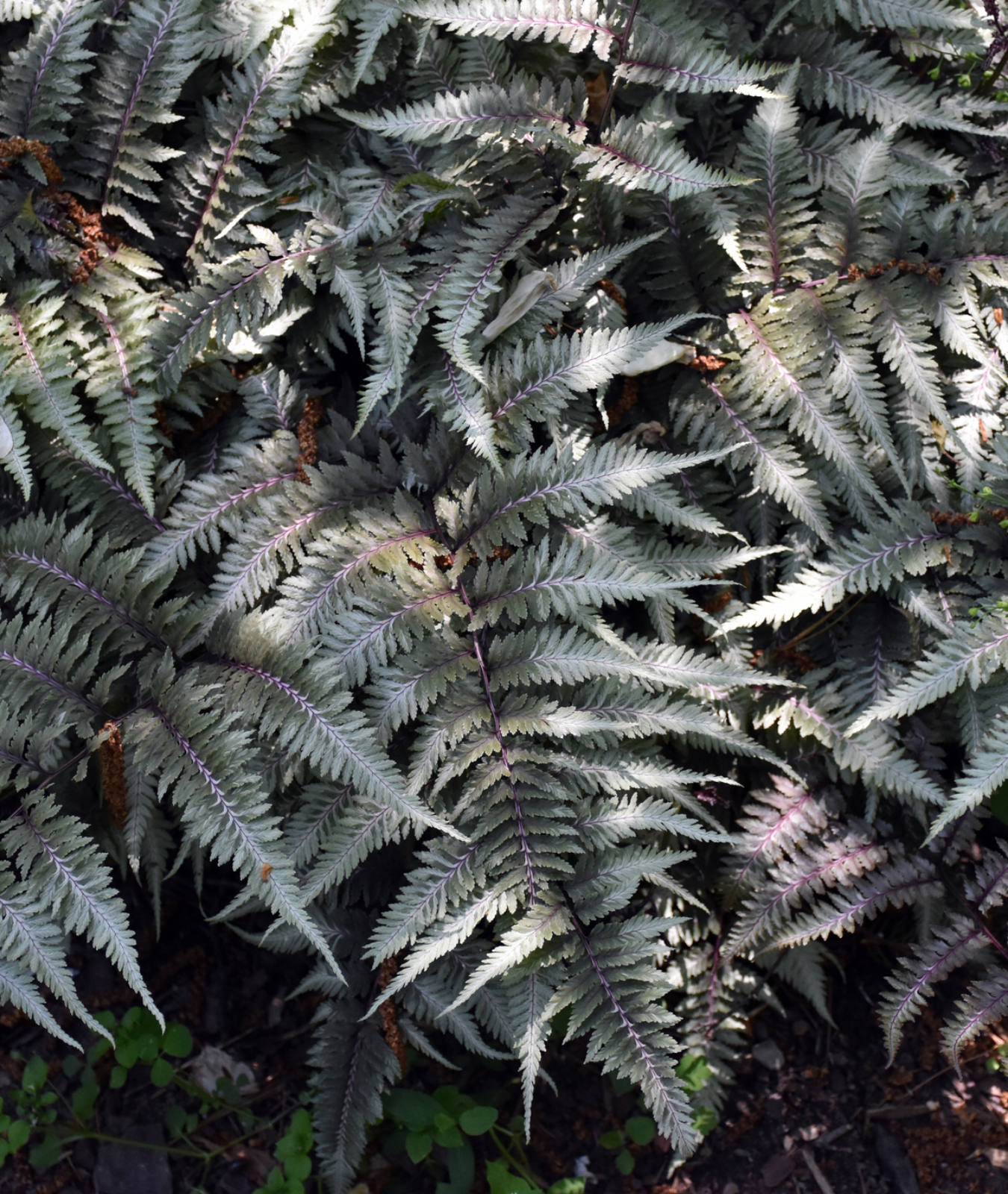 Athyrium niponicum &