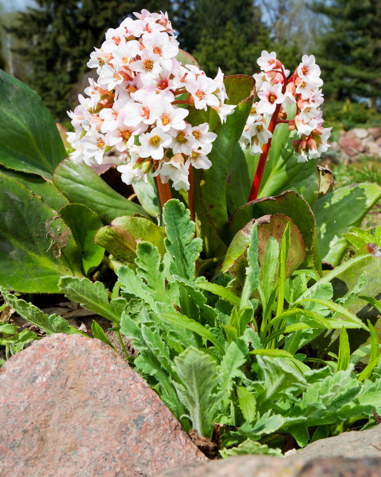 Bergenia &