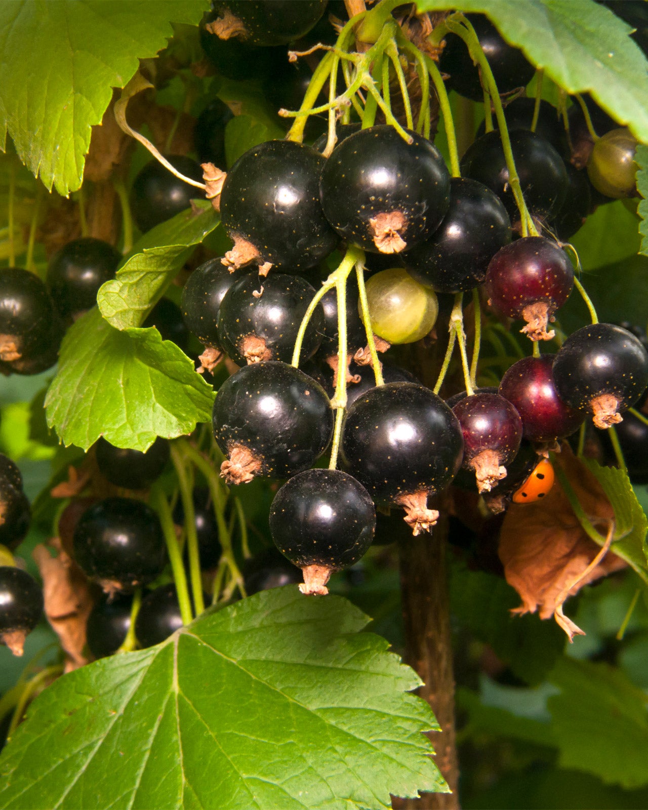Blackcurrant &