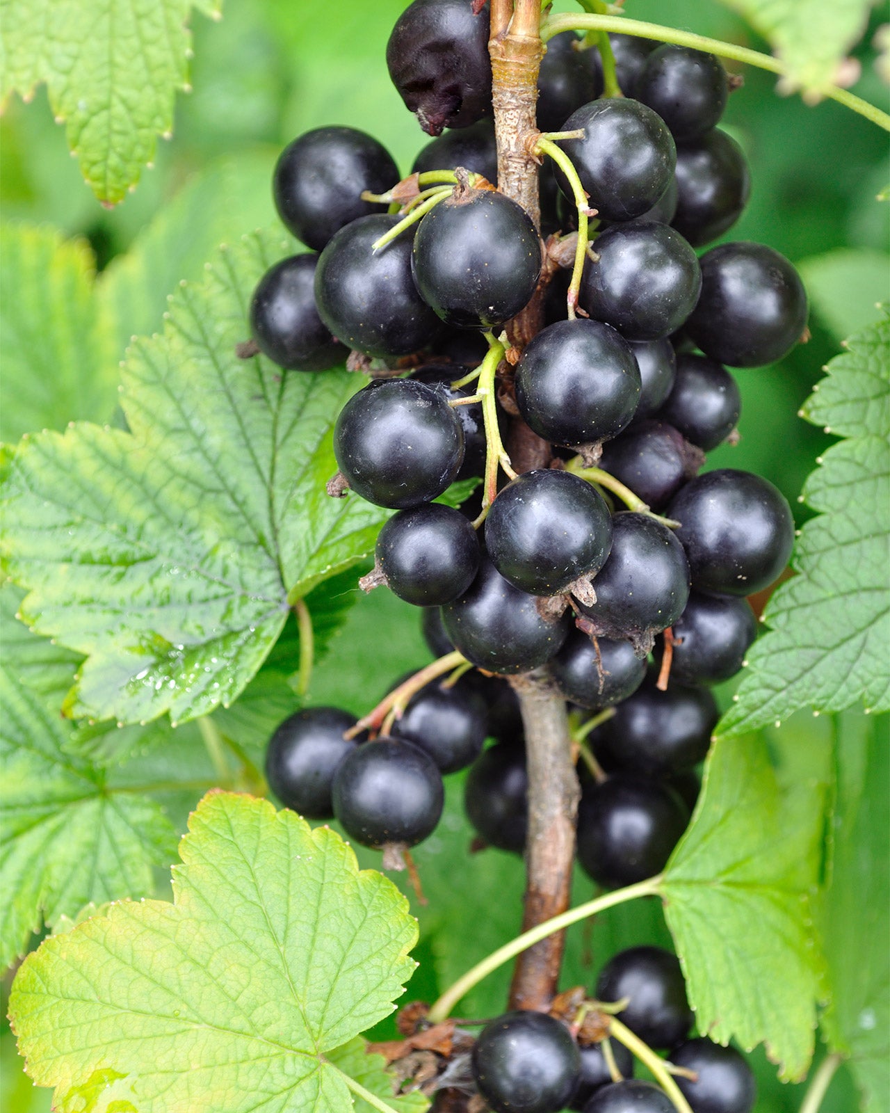 Blackcurrant &