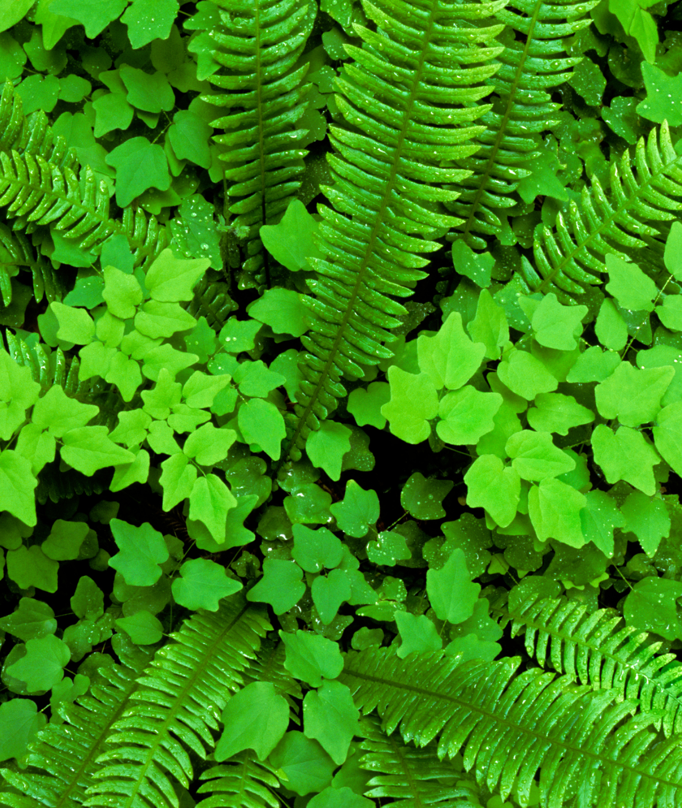 Blechnum spicant