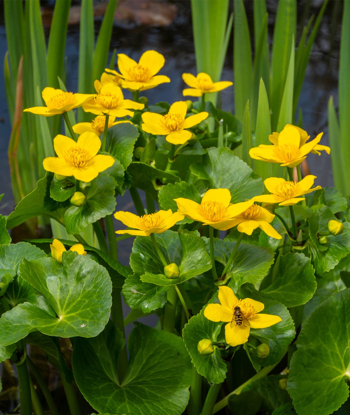 Caltha palustris