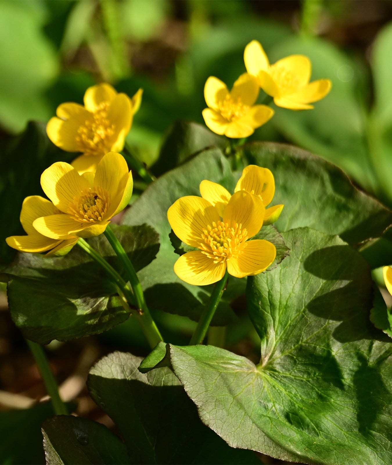 Caltha palustris
