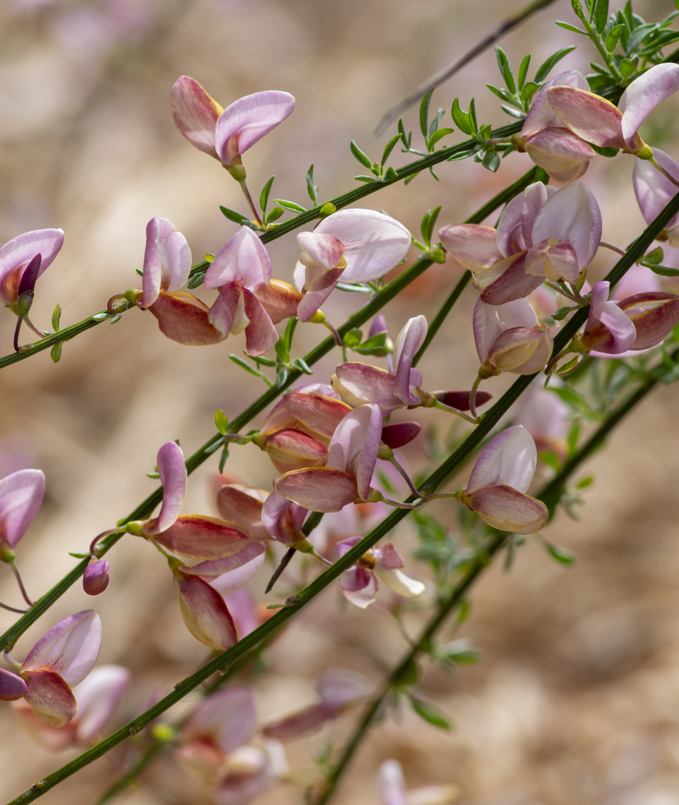Cytisus &