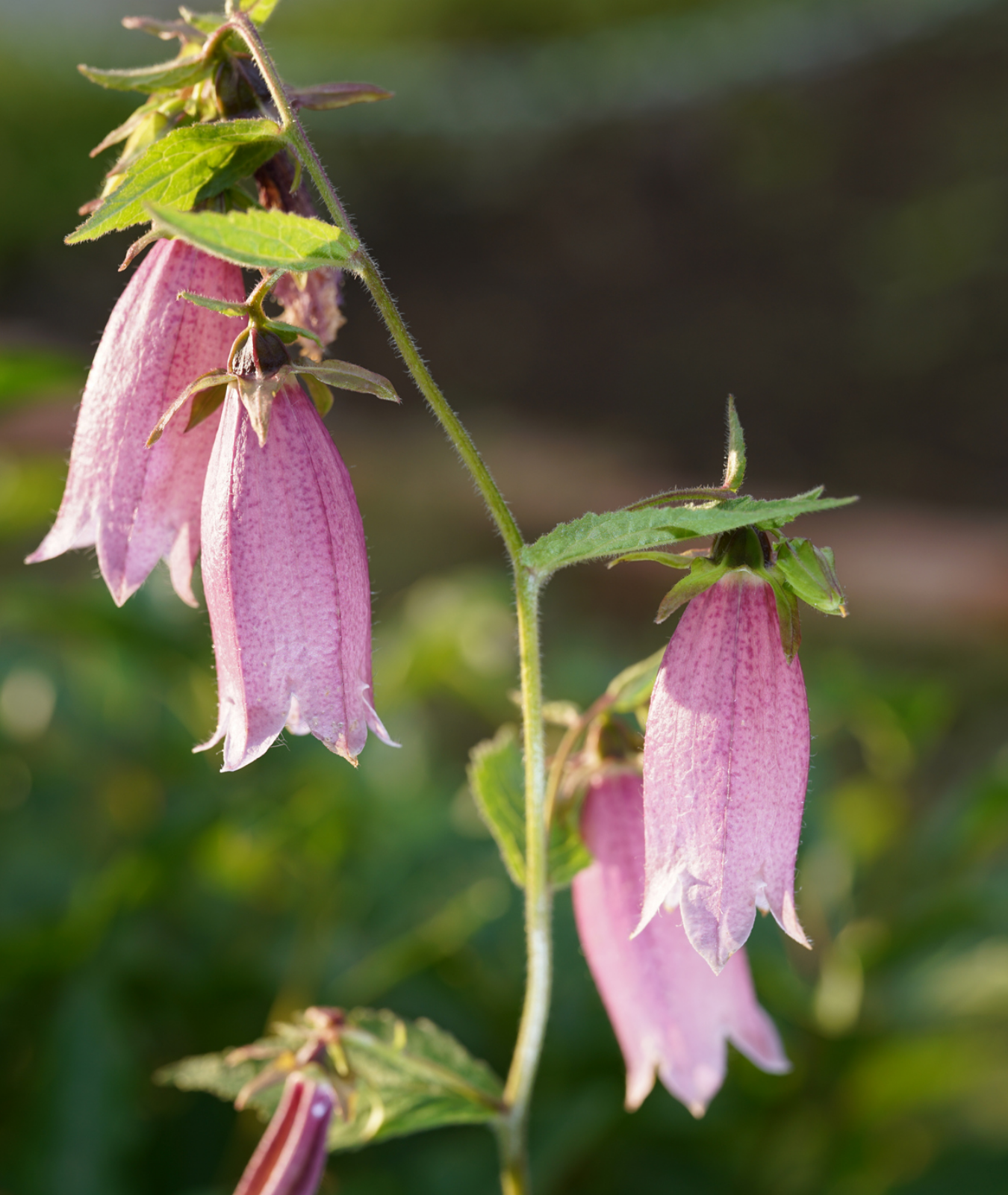 Campanula takesimana &