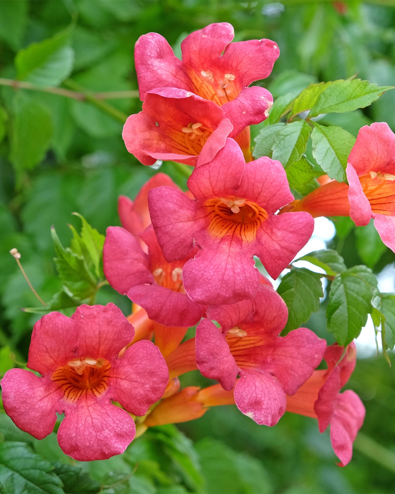 Campsis ‘Madame Galen’