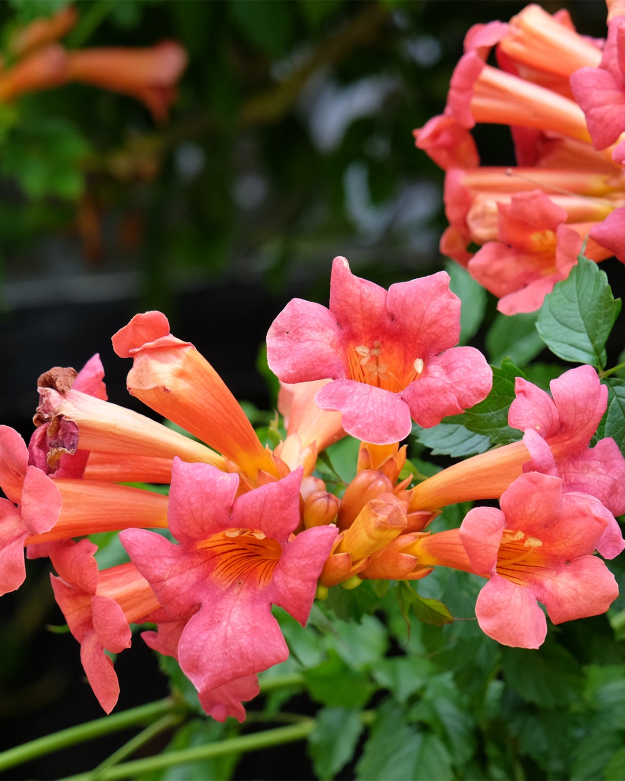 Campsis ‘Madame Galen’