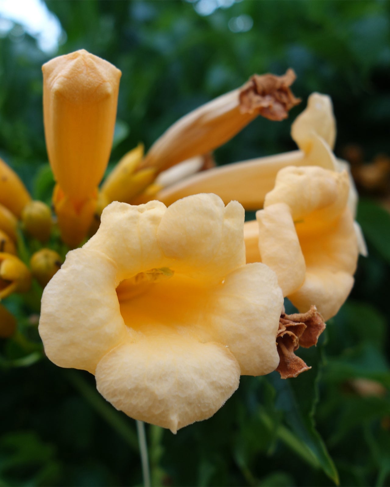 Campsis radicans ‘Flava’