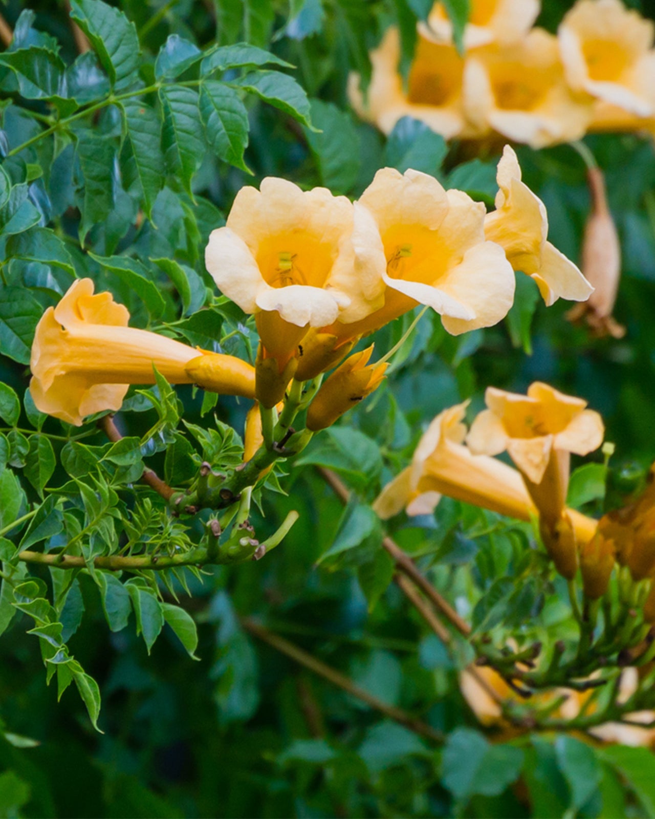 Campsis radicans ‘Flava’