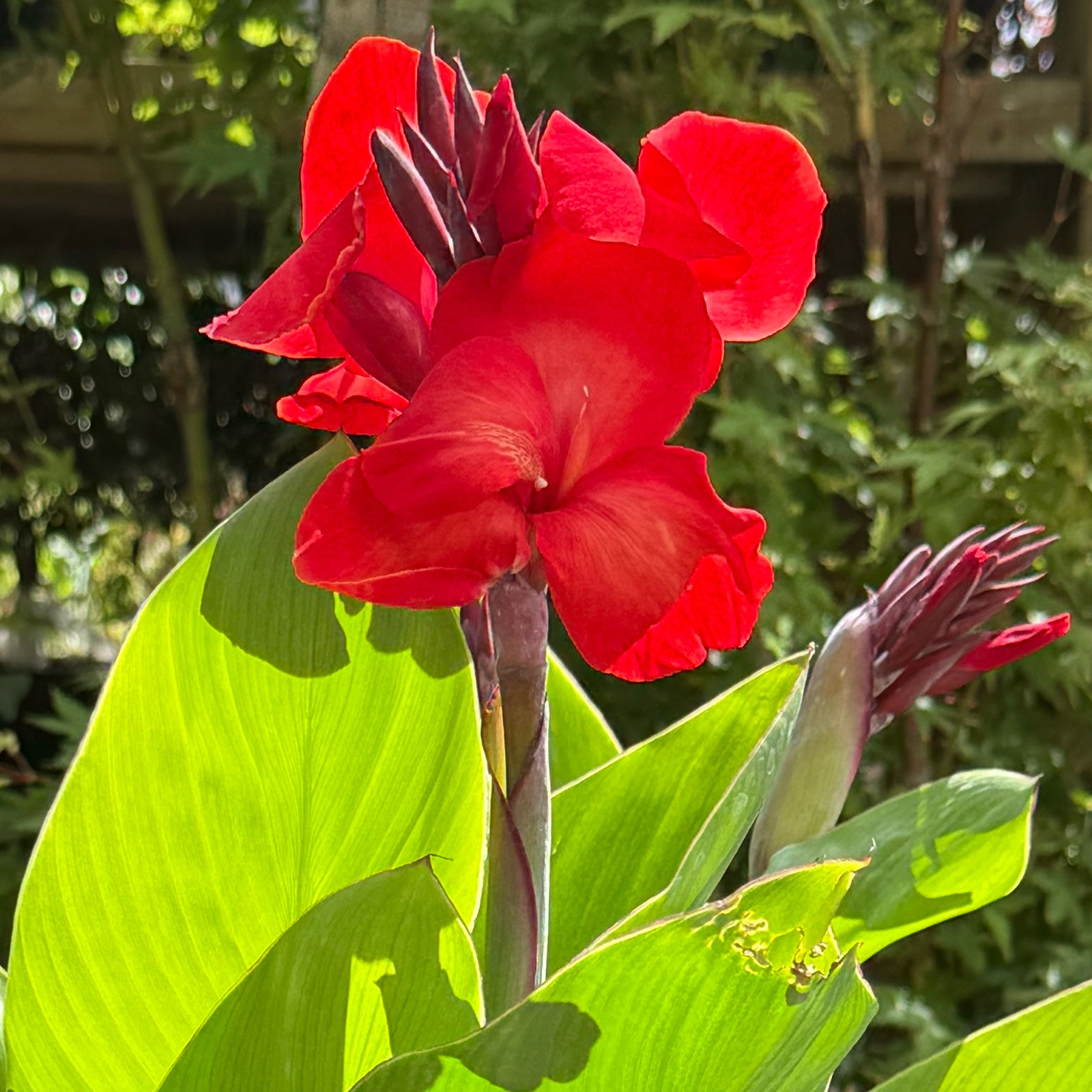 Canna &