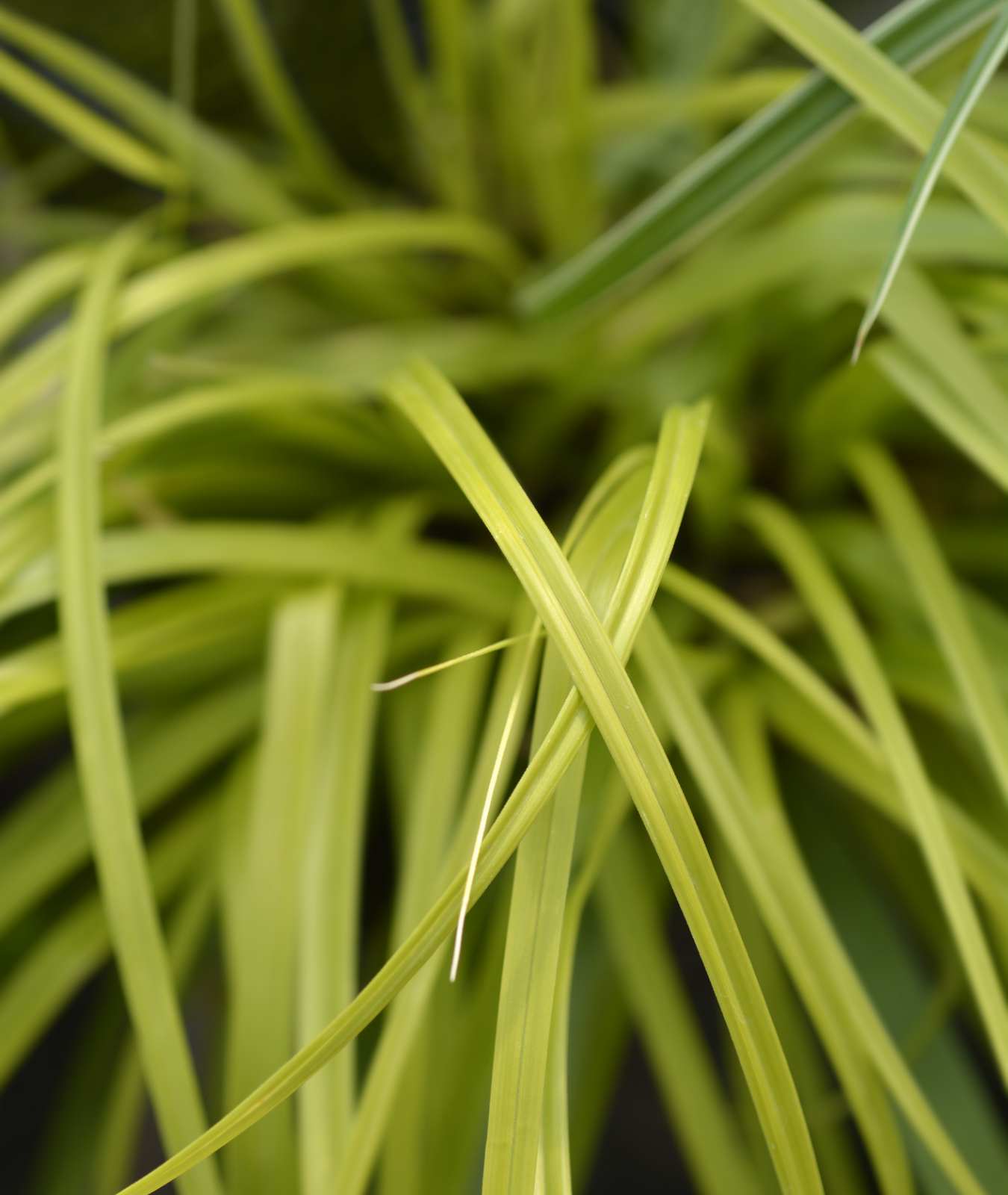 Carex oshimensis &
