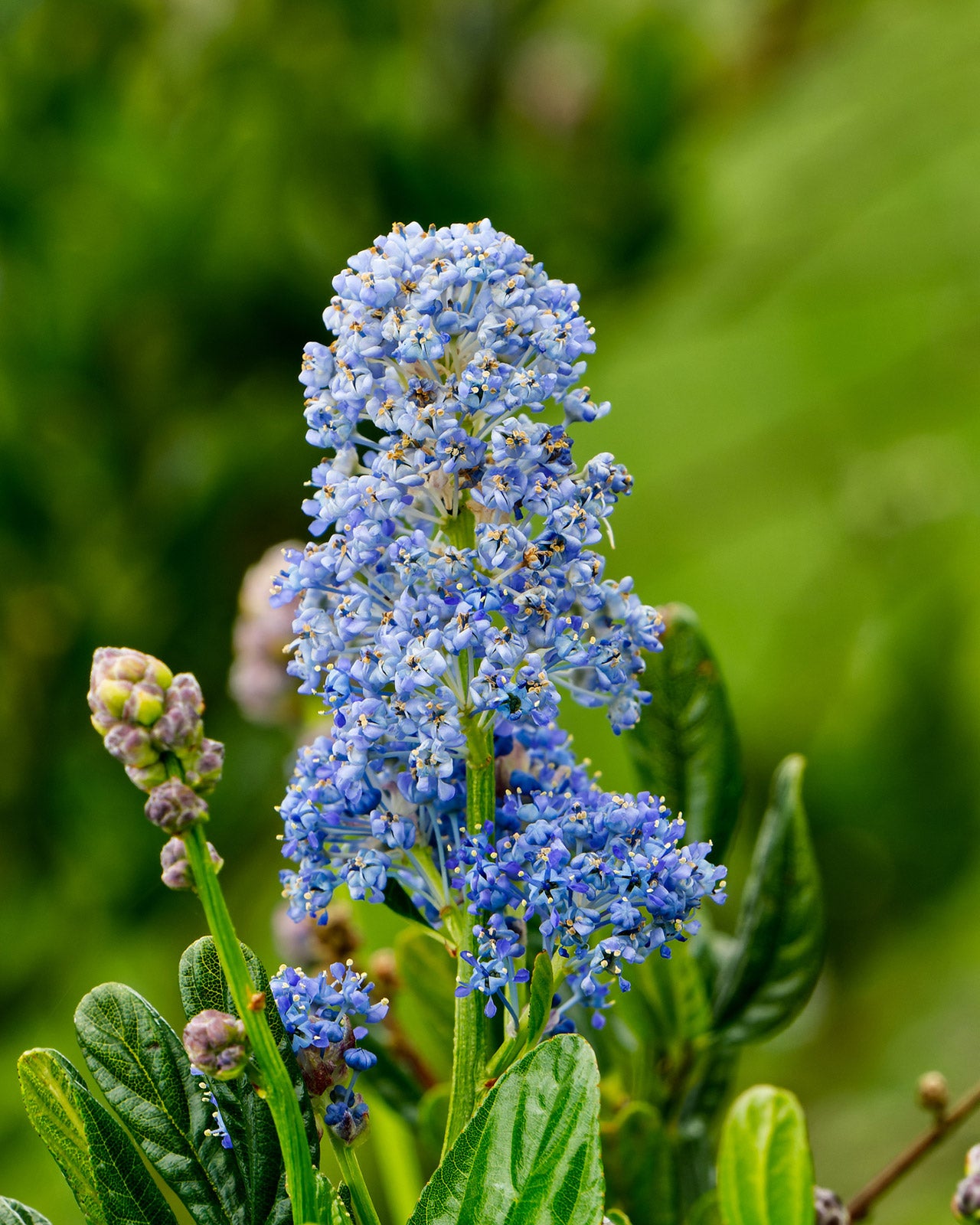 Ceanothus &