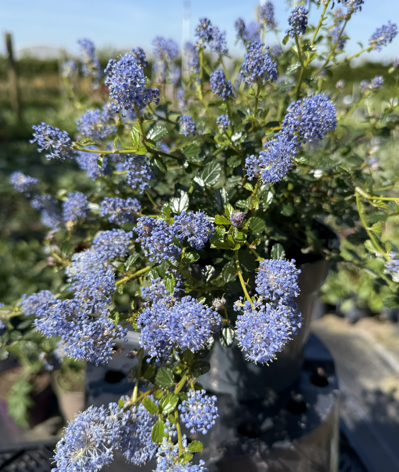 Ceanothus thyrsiflorus var. repens