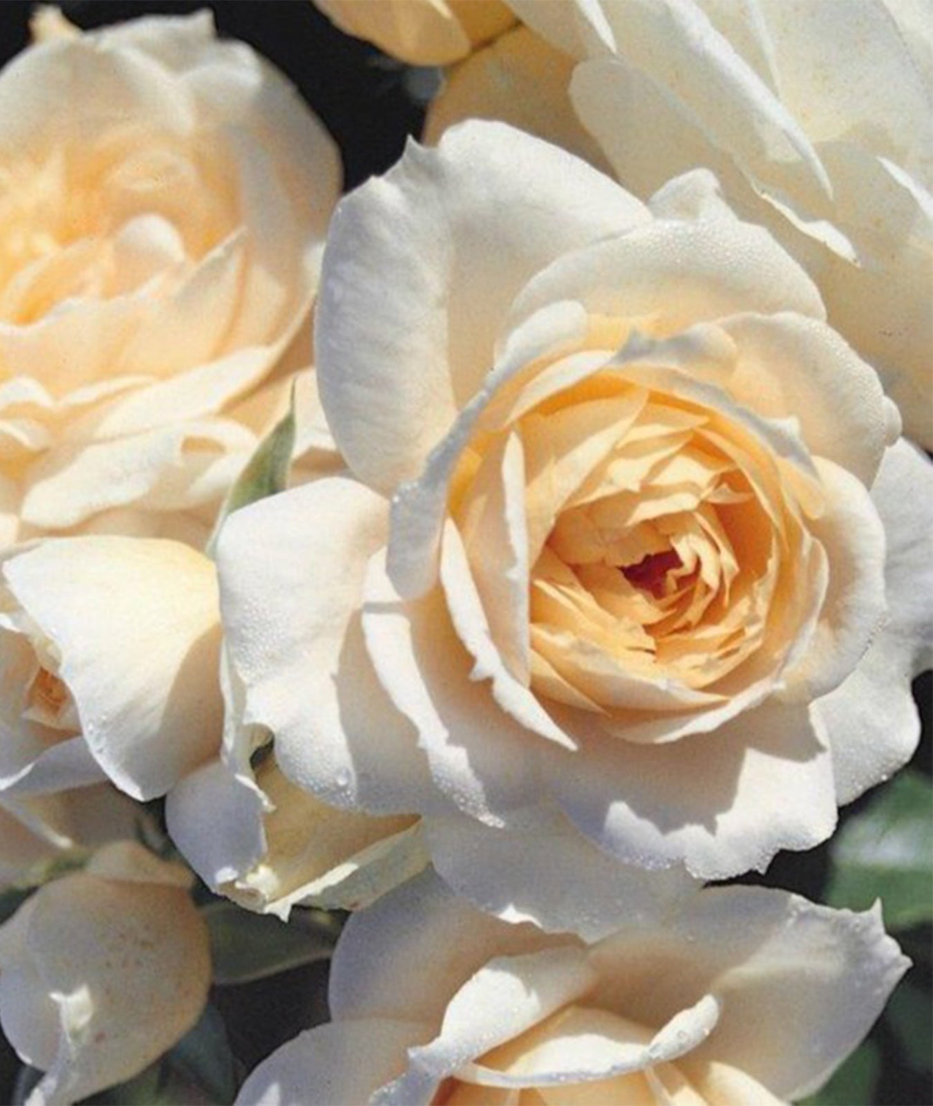 Rosa &