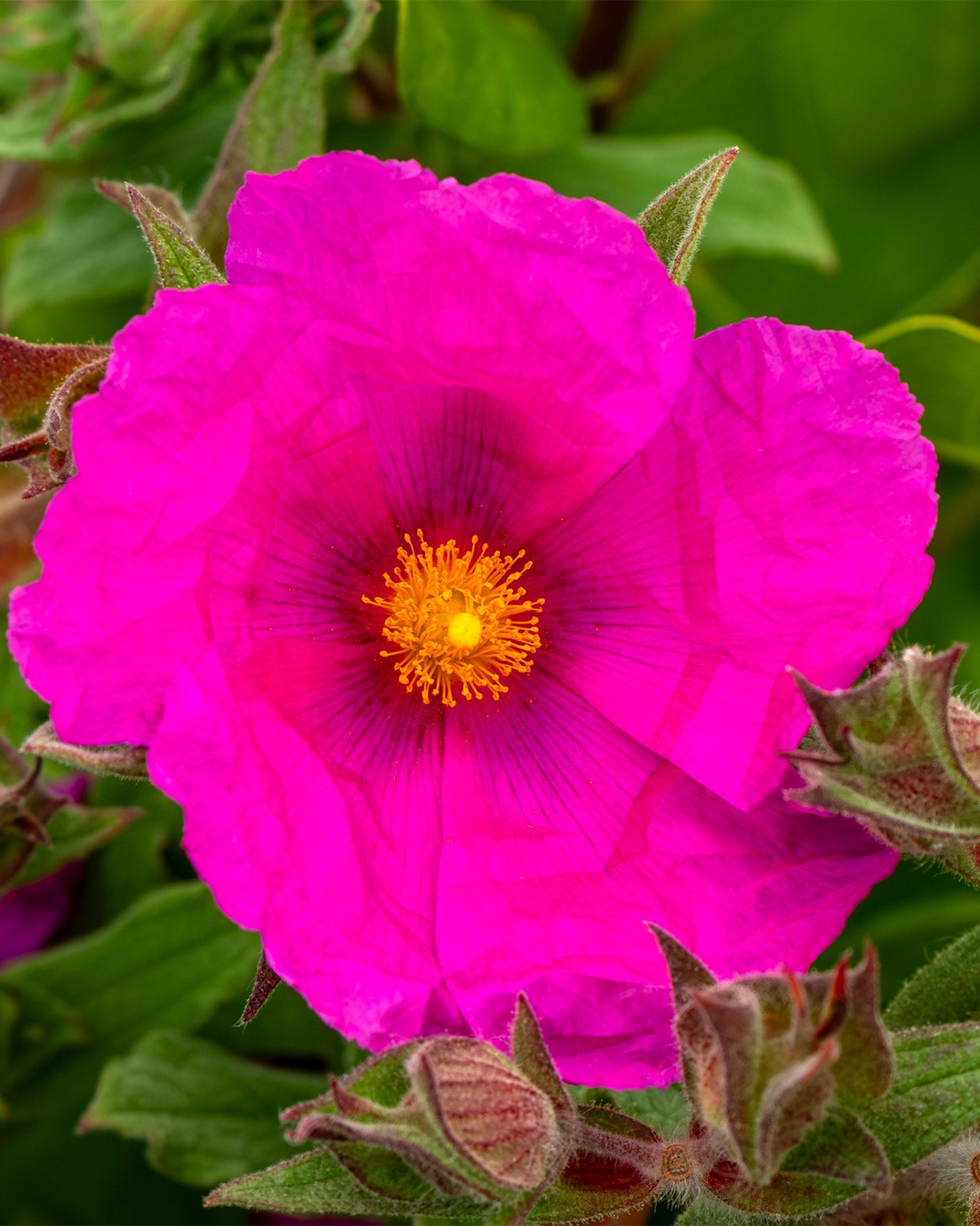 Cistus × pulverulentus ‘Sunset’