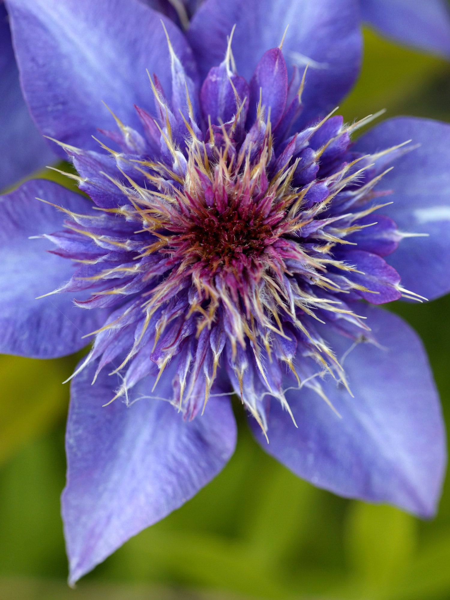 Clematis &
