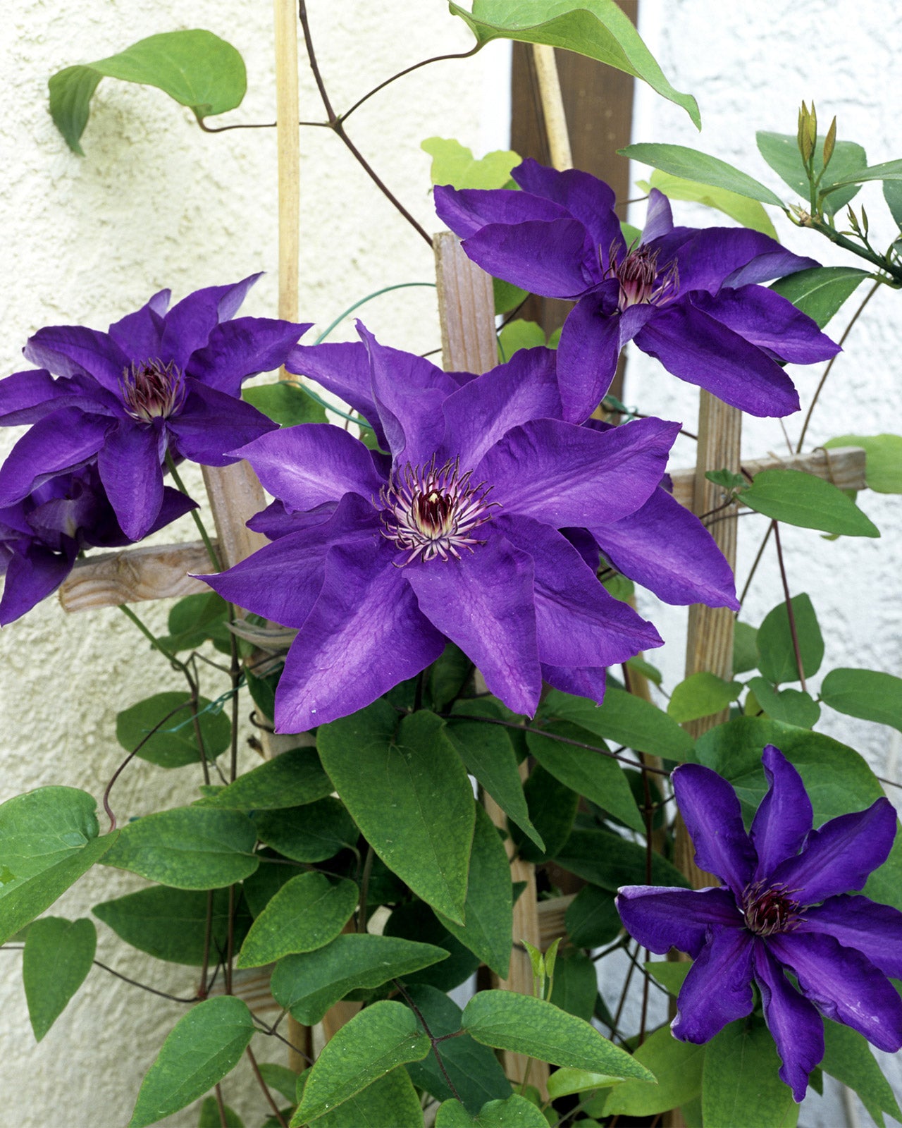 Clematis &