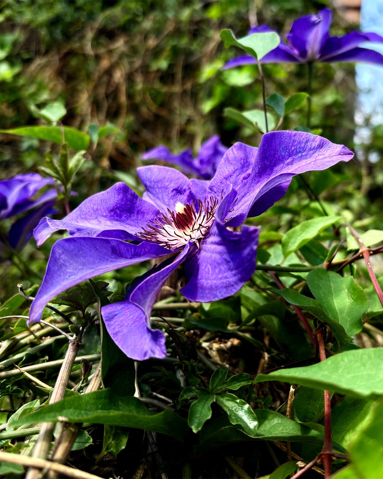Clematis &
