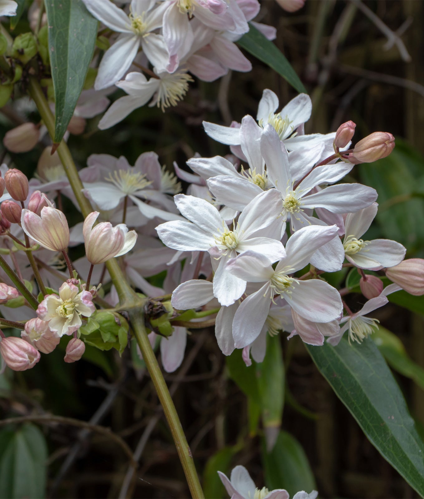 Clematis armandii 3L
