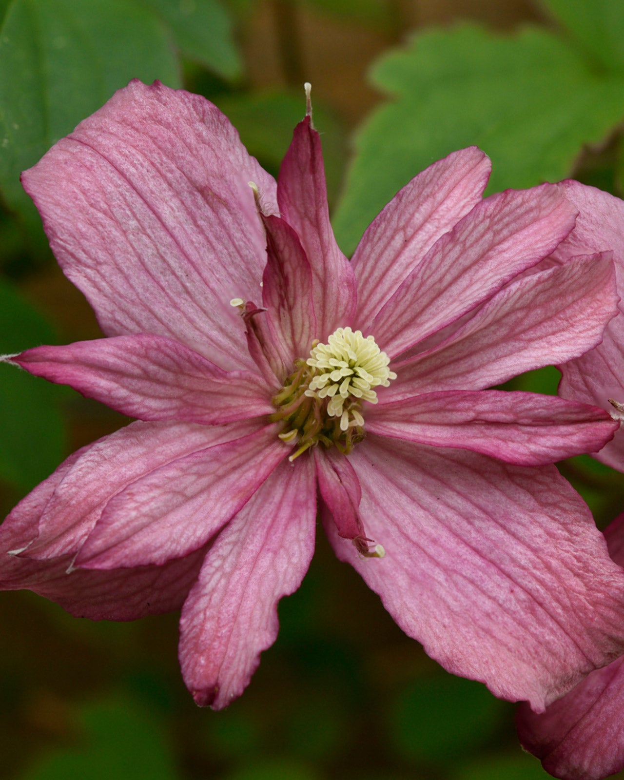 Clematis montana &
