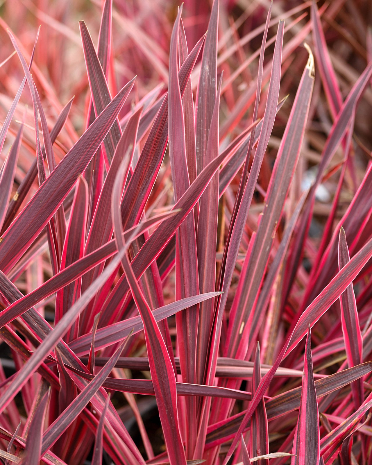 Cordyline australis ‘Charlie Boy’