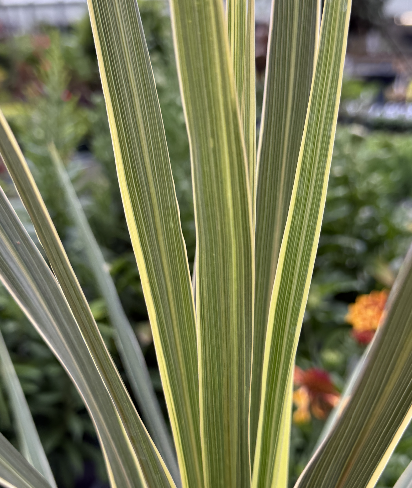 3 litre Cordyline australis &