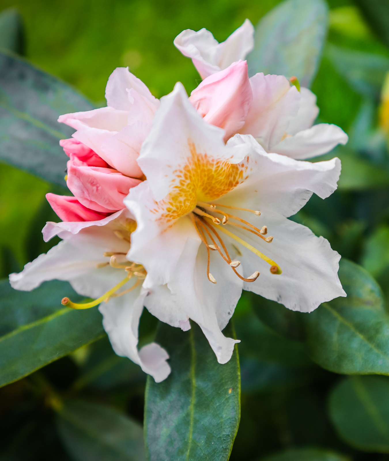 Rhododendron &