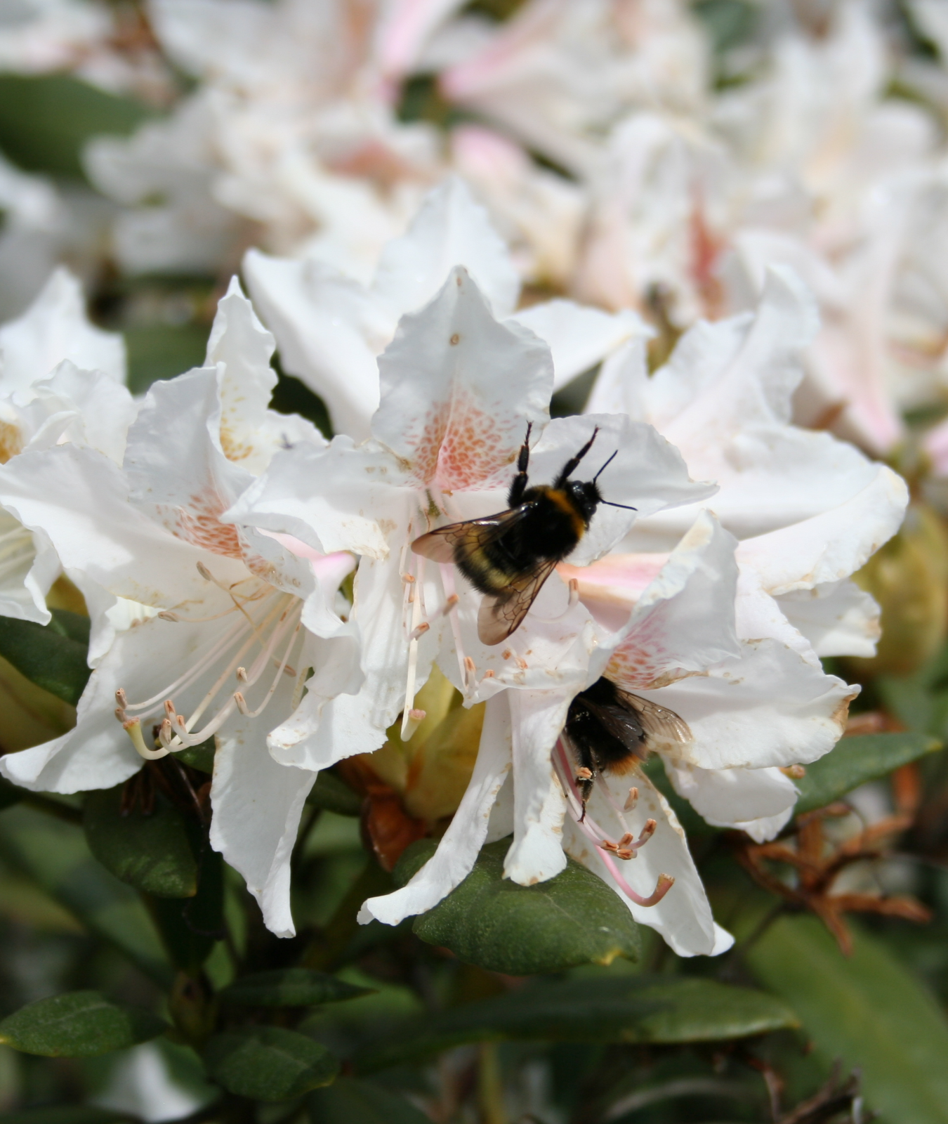 Rhododendron &