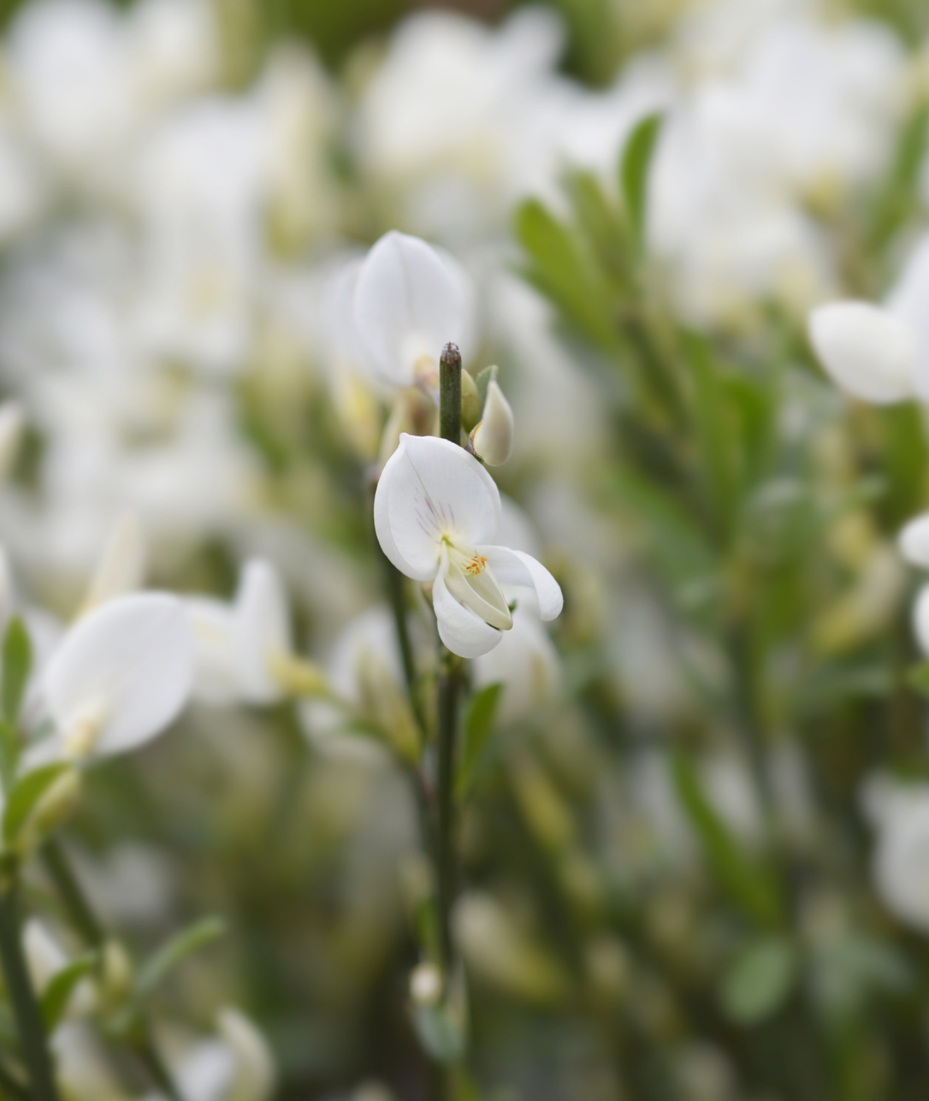 Cytisus &