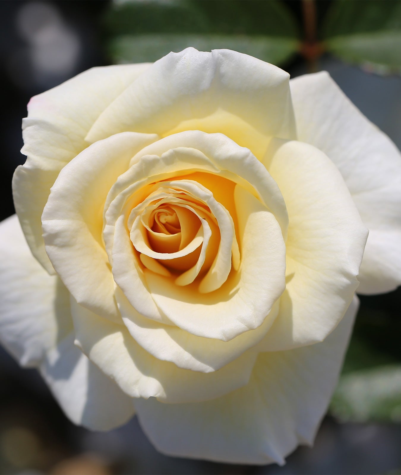 Rosa &