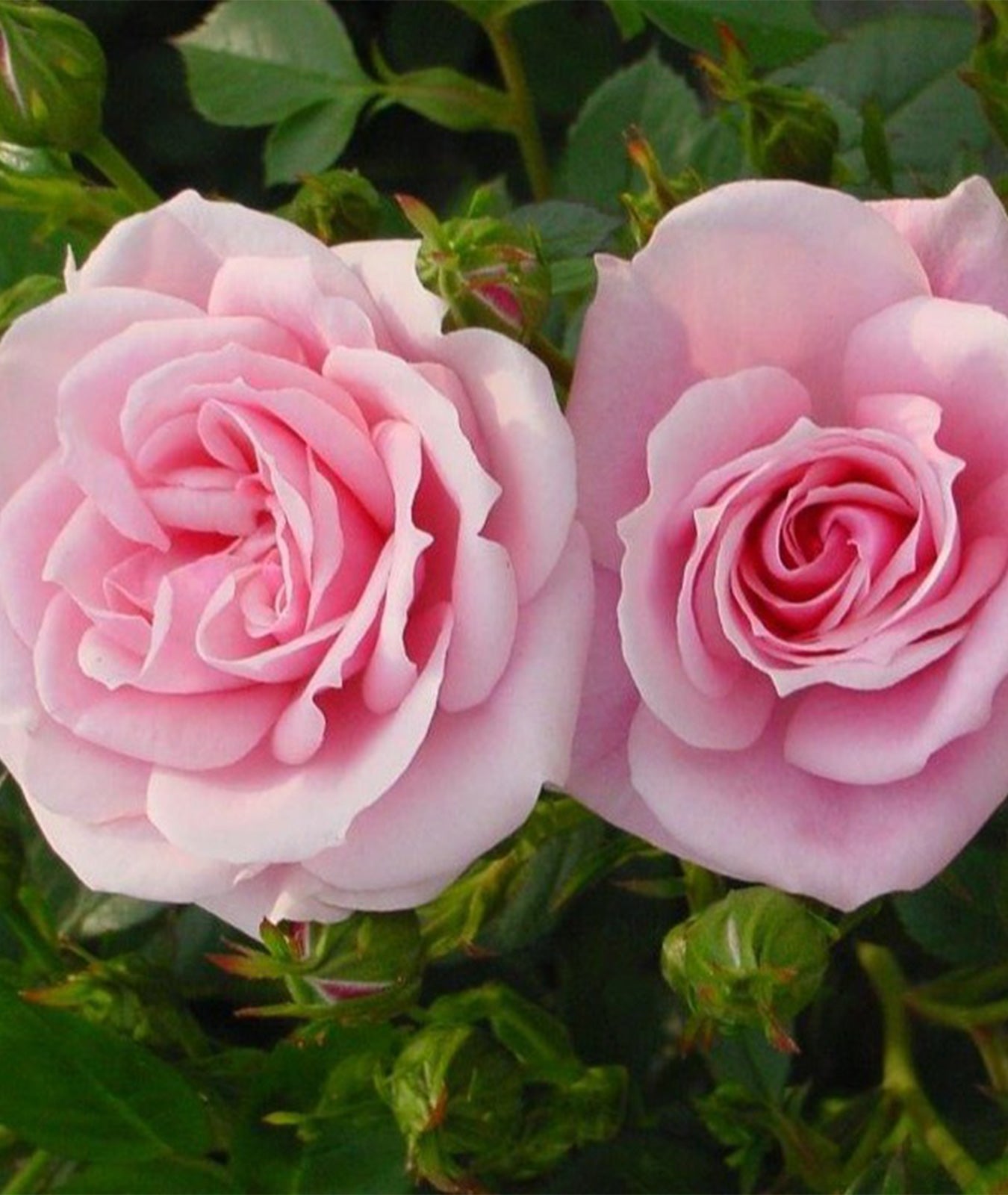 Rosa &