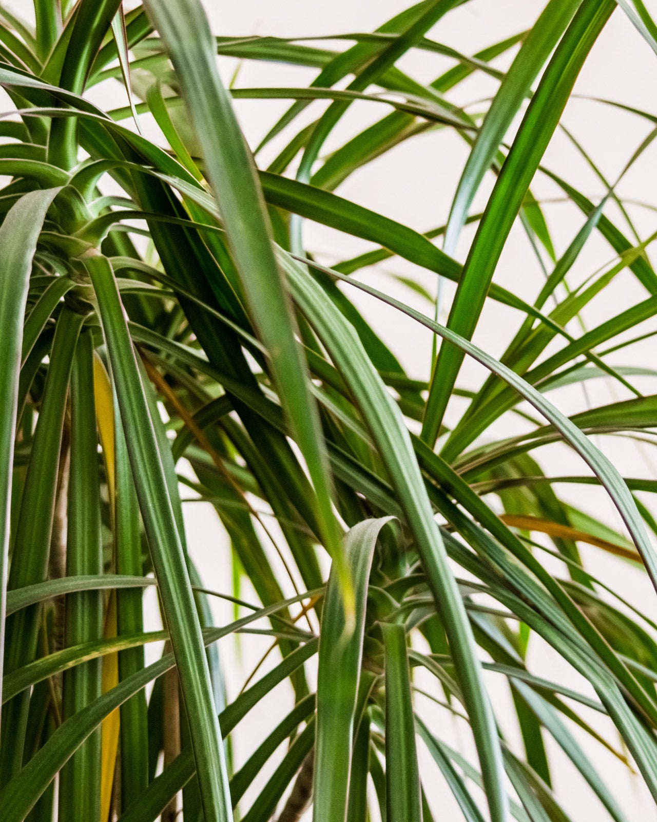 Dracaena marginata