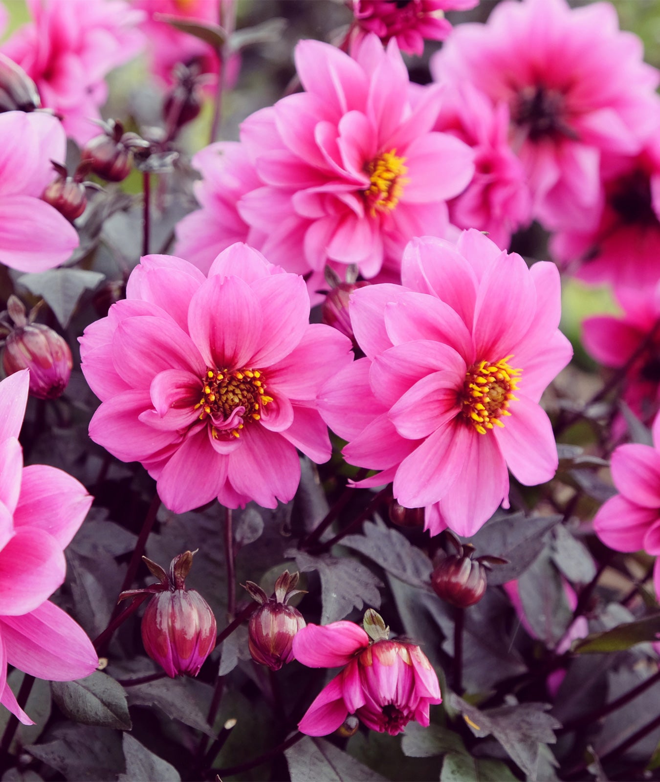 Dahlia ‘Dreamy Kiss’ 3L