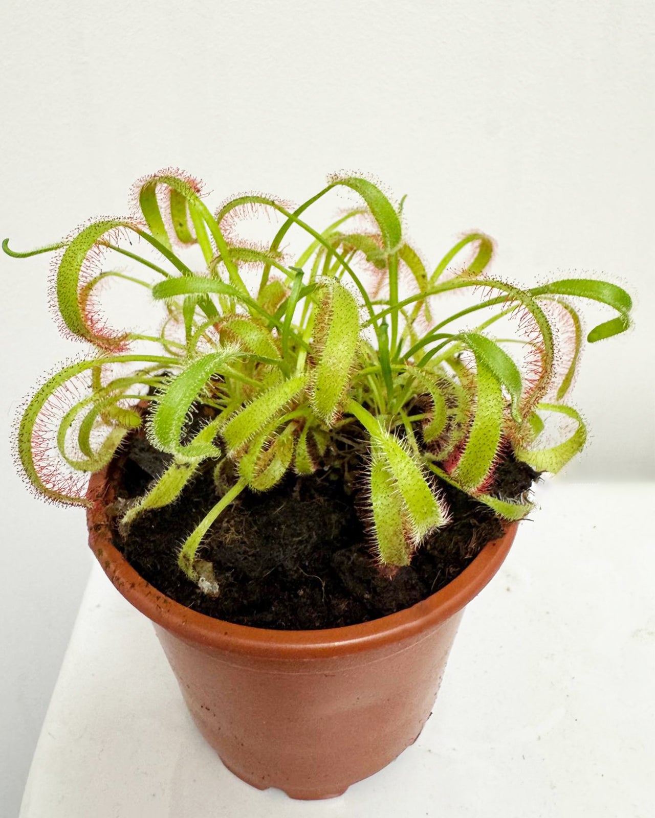 Cape Sundew
