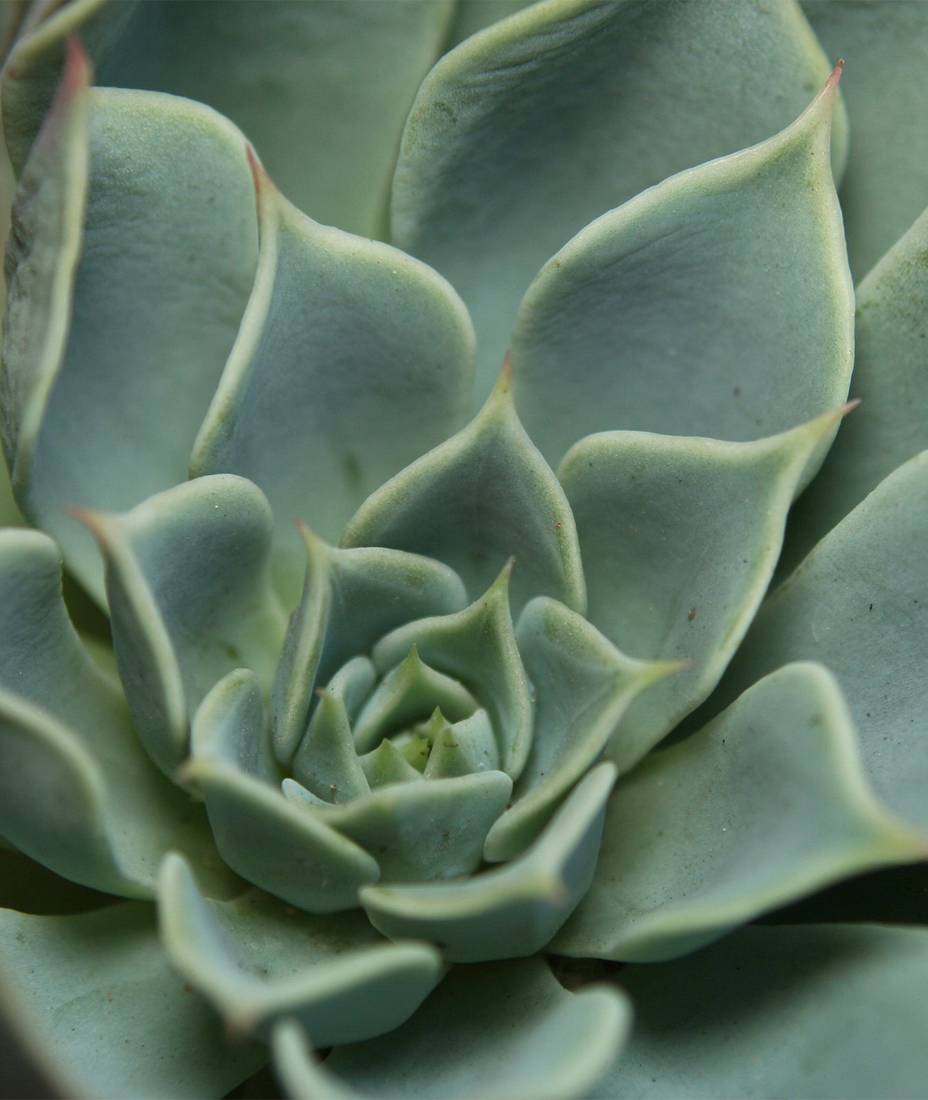Echeveria glauca