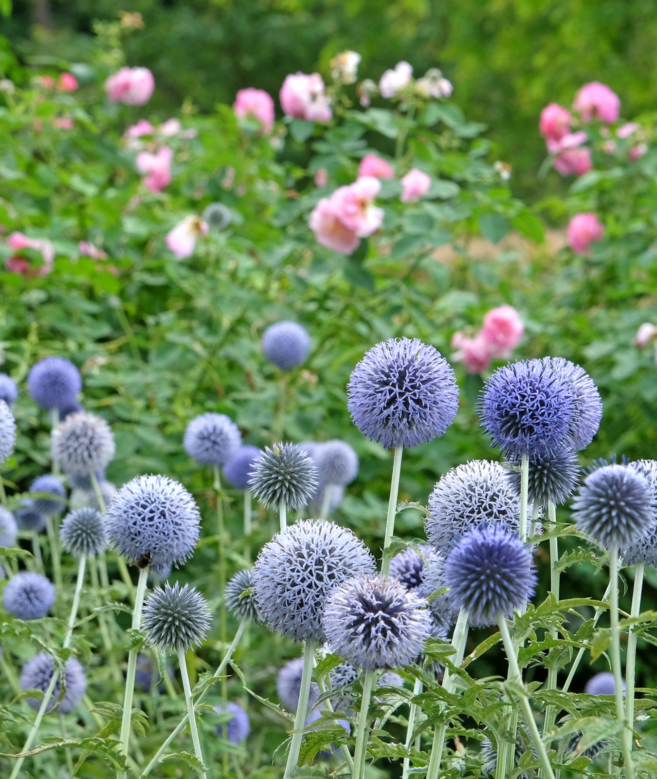Echinops &