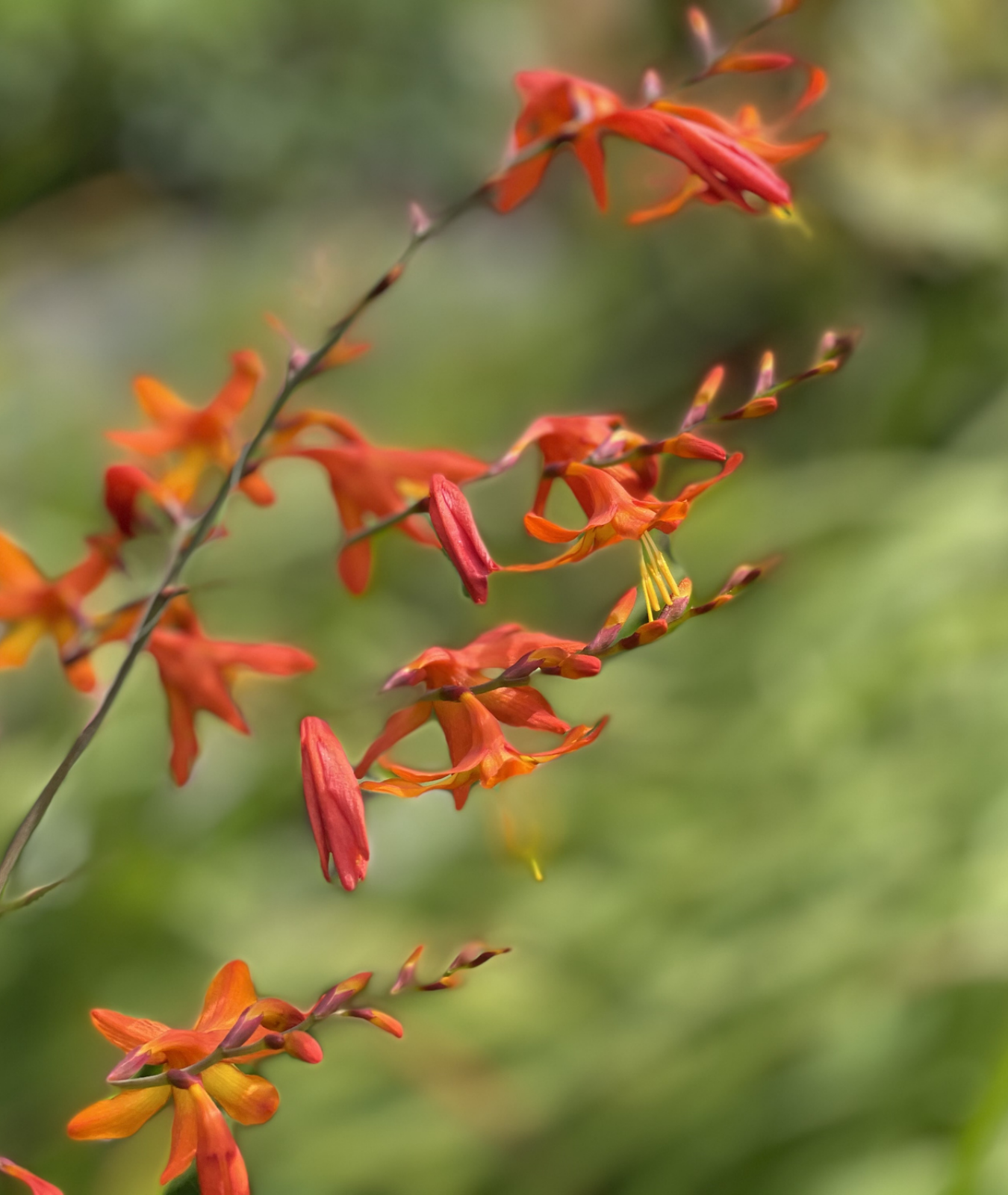 3 litre Crocosmia &