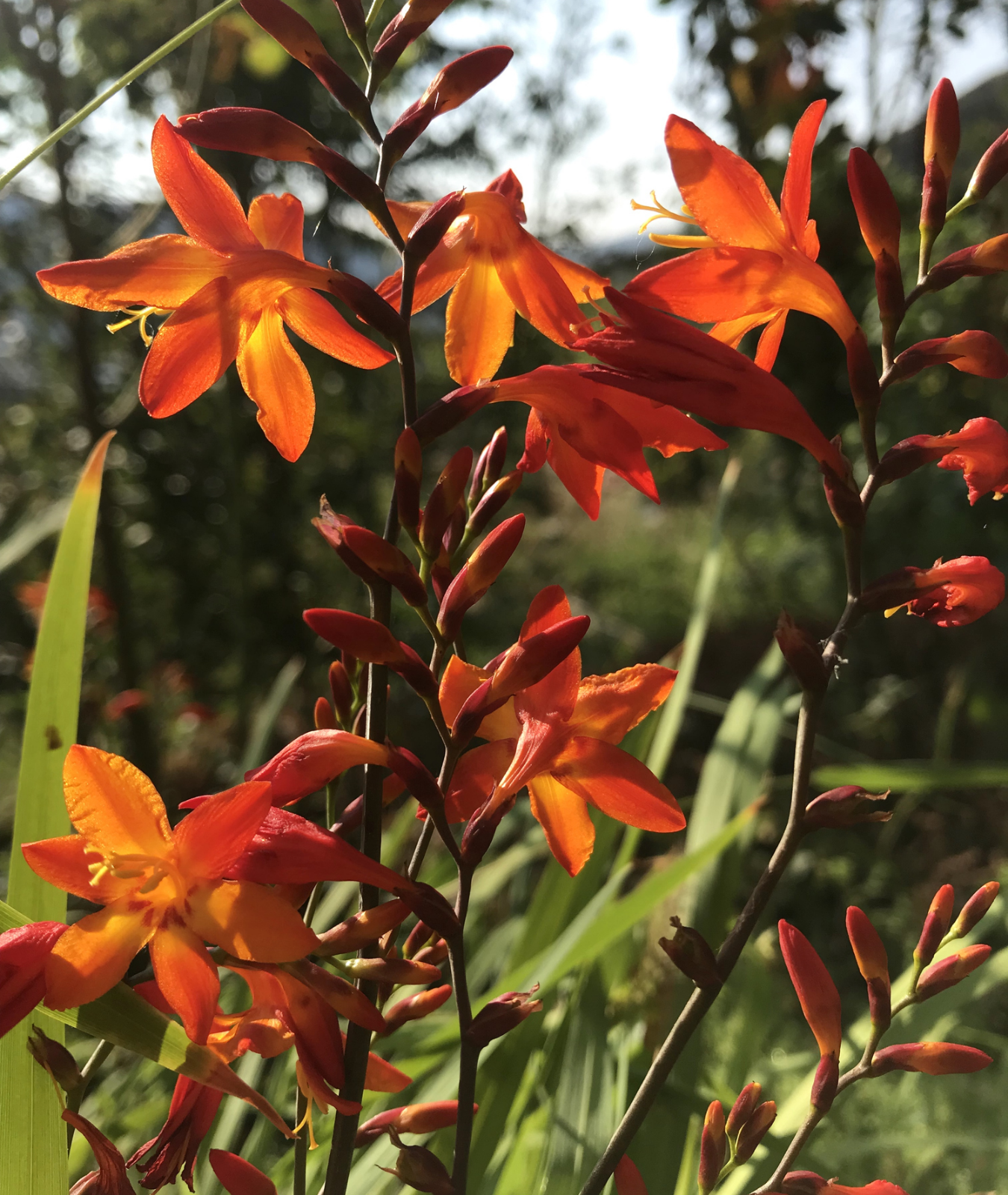 3 litre Crocosmia &