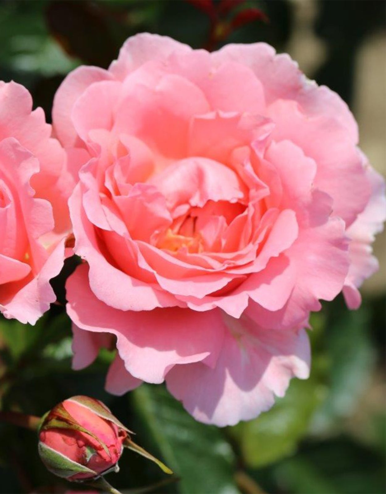 Rosa &