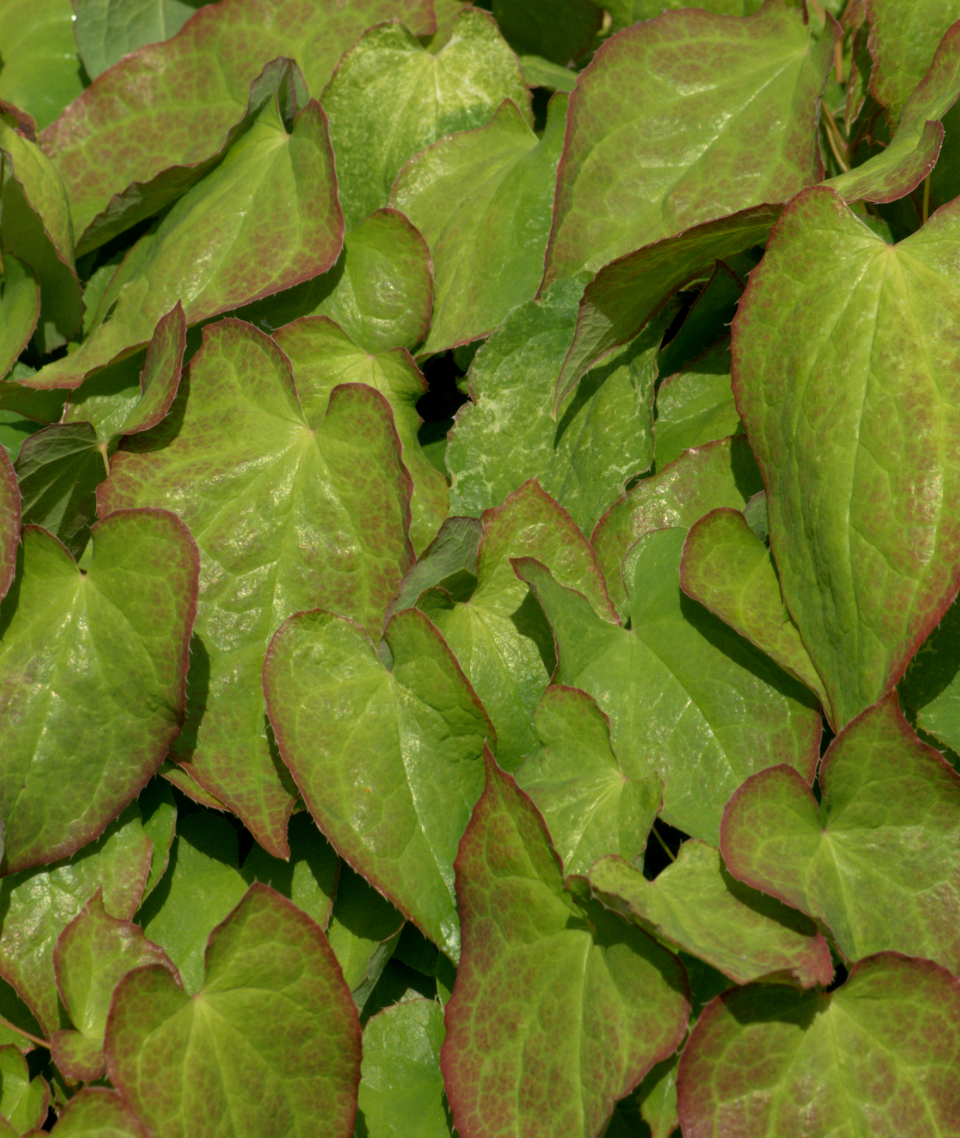Epimedium × rubrum