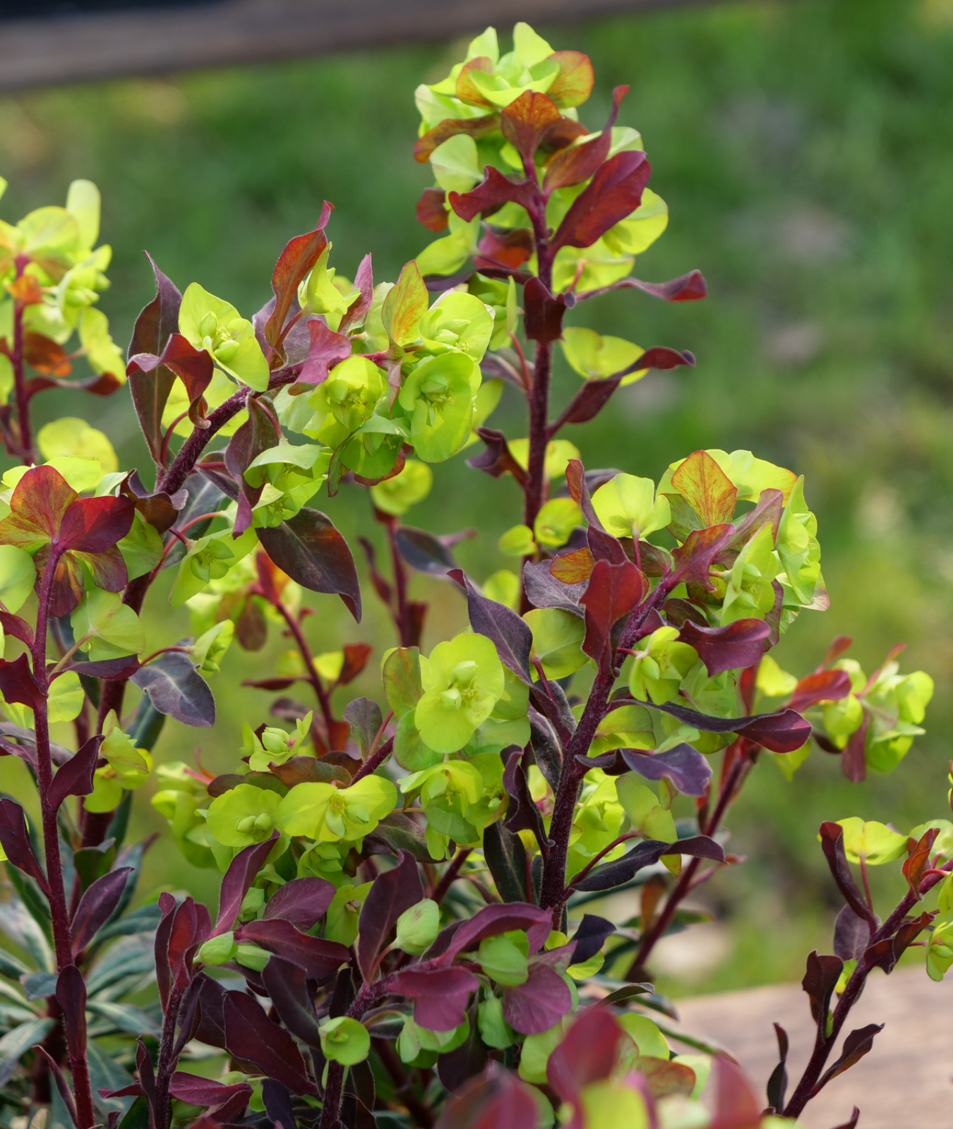 Euphorbia amygdaloides &