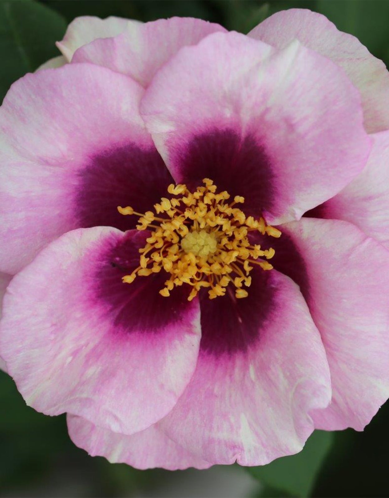 Rosa &