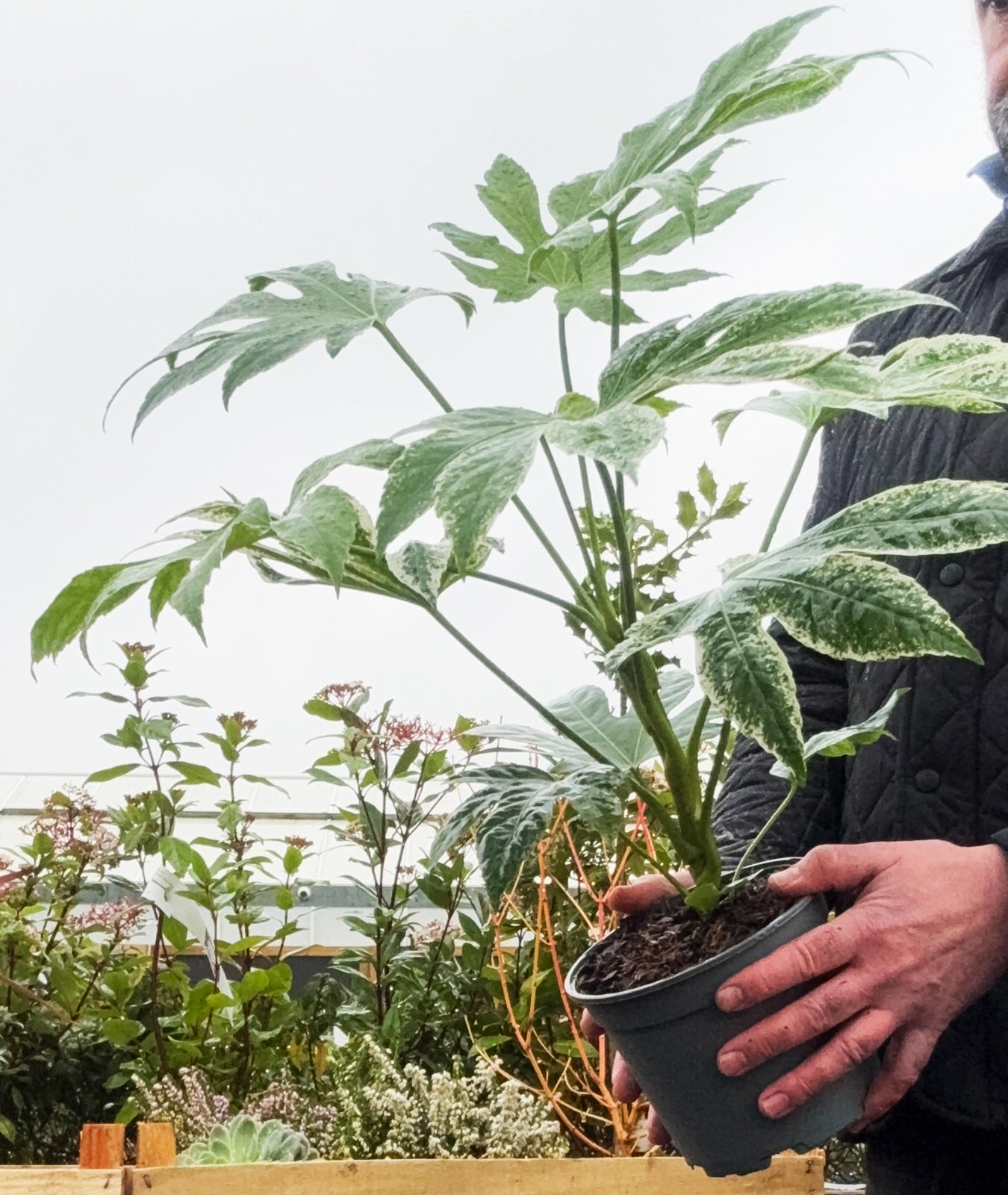 Fatsia japonica ‘Tsumugi-shibori’ ( syn. Fatsia Spider’s Web)