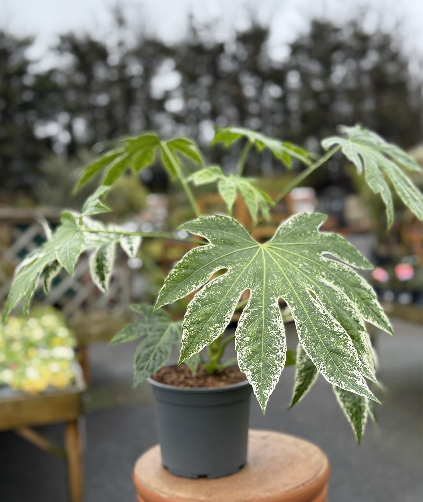 Fatsia japonica ‘Tsumugi-shibori’ ( syn. Fatsia Spider’s Web)