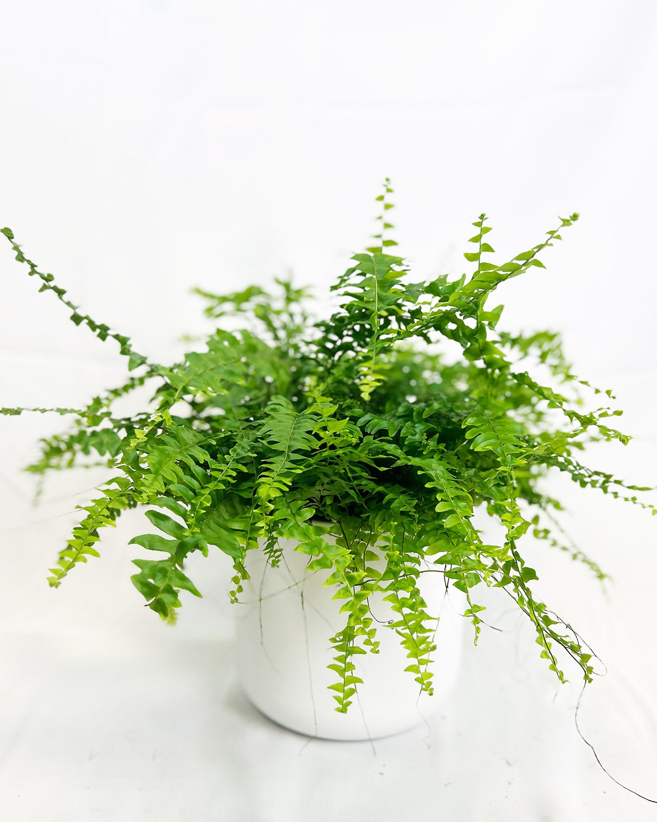Boston Fern