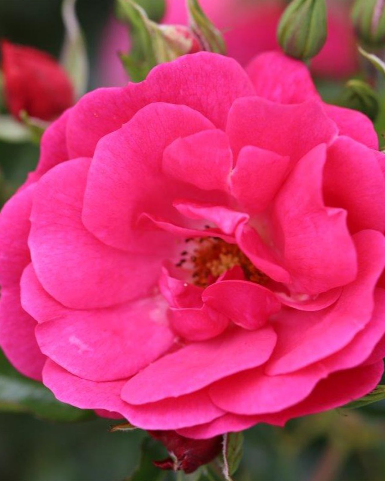 Rosa &